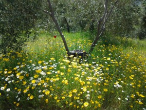 Artenvielfalt im Olivenhain